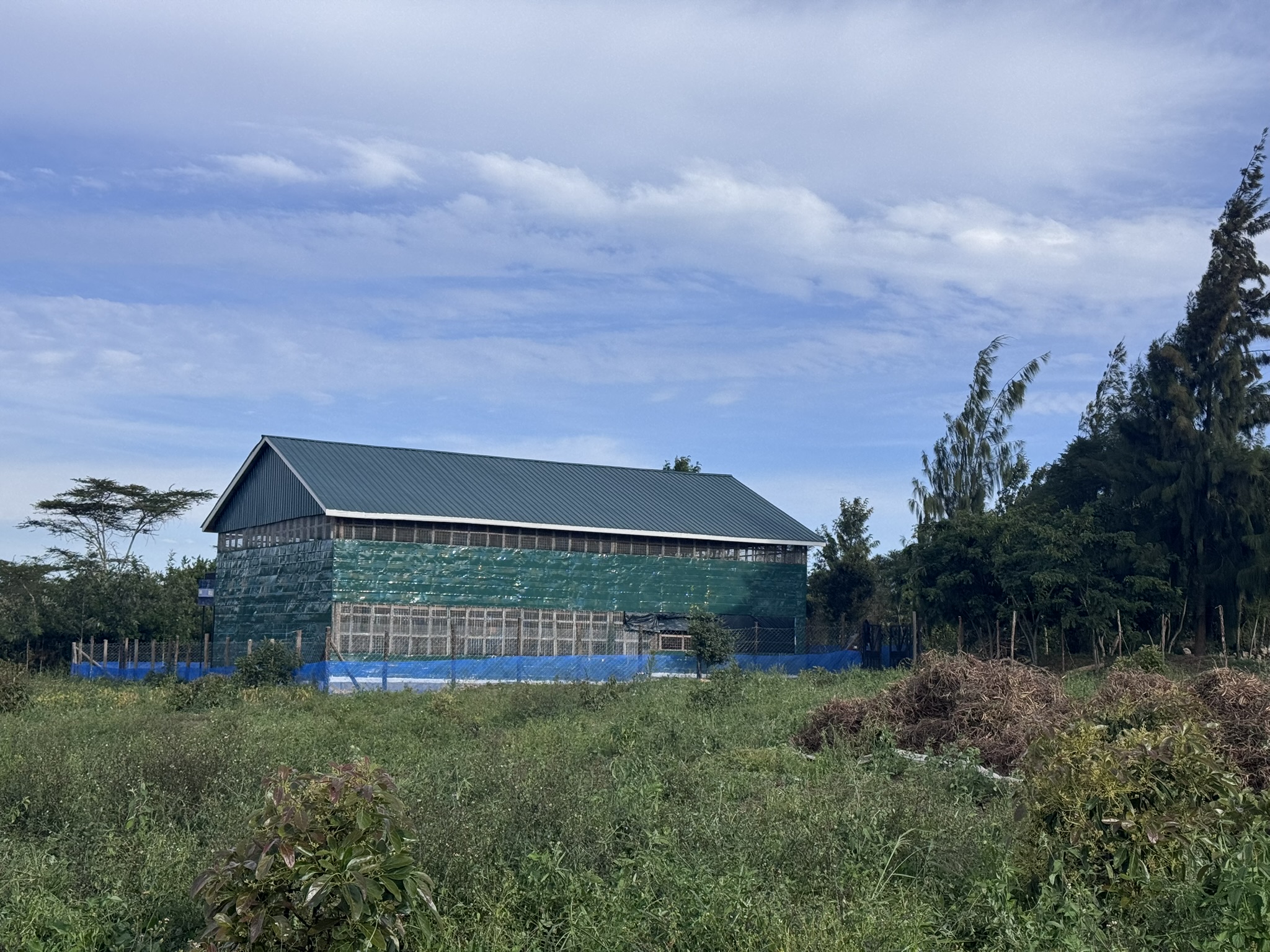 The commercial egg house at Tough Wood Farms