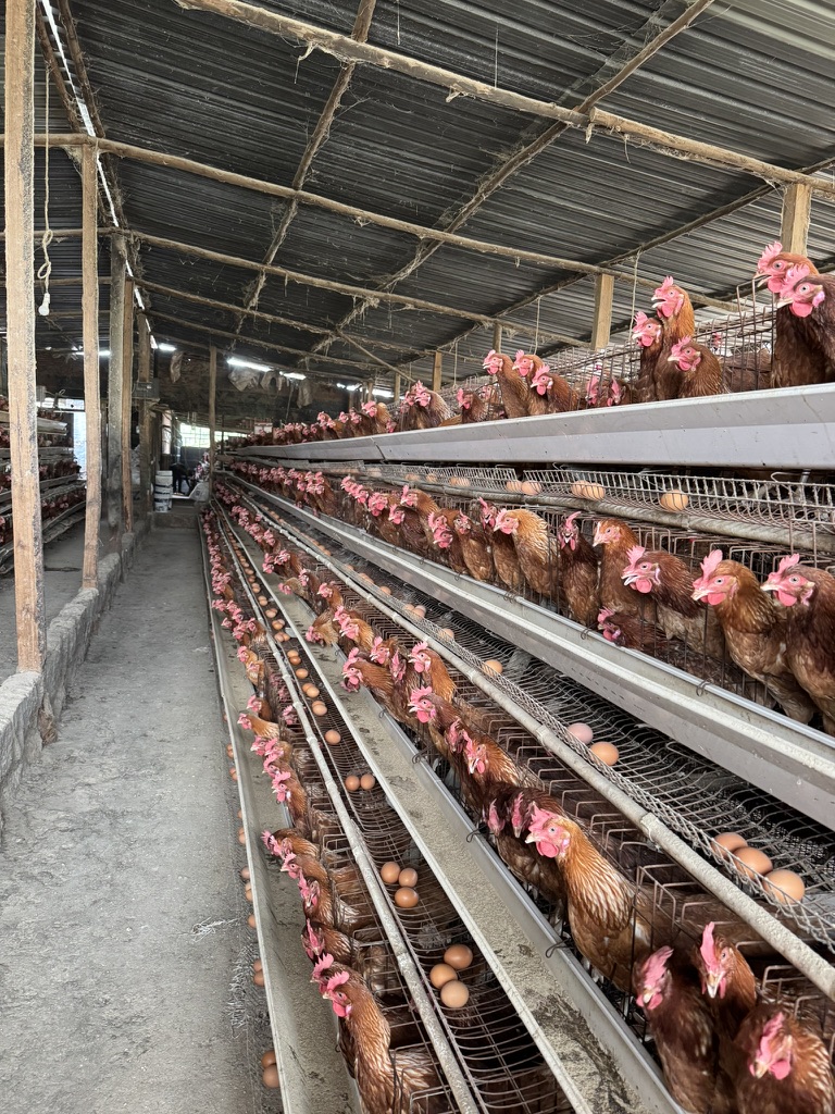 Laying hens at Tough Wood Farms